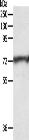 Rabbit Polyclonal Antibody to CNNM3