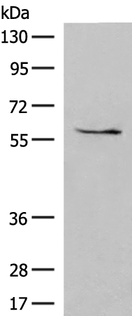 Rabbit Polyclonal Antibody to CYP1A1