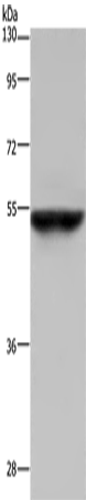 Rabbit Polyclonal Antibody to CYP3A4