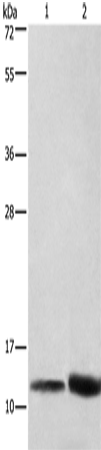 Rabbit Polyclonal Antibody to CYCS