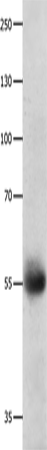 Rabbit Polyclonal Antibody to DRD5