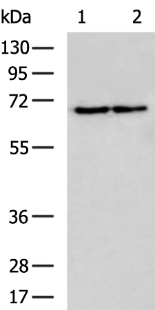 Rabbit Polyclonal Antibody to DBH