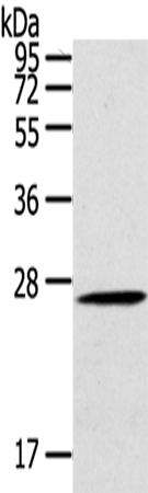 Rabbit Polyclonal Antibody to CLEC4A