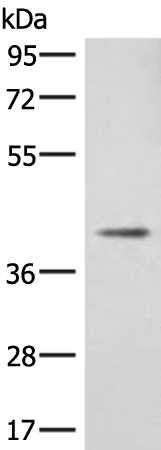 Rabbit Polyclonal Antibody to DCN