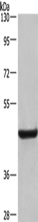Rabbit Polyclonal Antibody to LAMP2