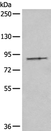 Rabbit Polyclonal Antibody to DTX3L