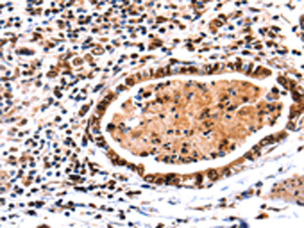 Rabbit Polyclonal Antibody to DNMT3A