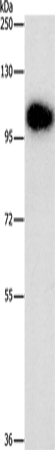 Rabbit Polyclonal Antibody to DNM3
