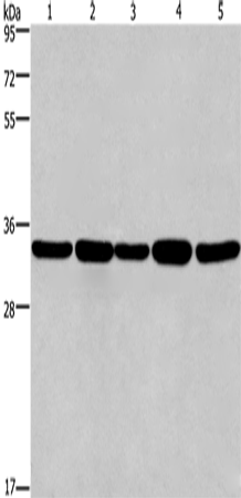 Rabbit Polyclonal Antibody to E2F6