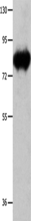 Rabbit Polyclonal Antibody to ECE1