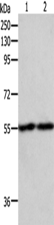 Rabbit Polyclonal Antibody to EGR1