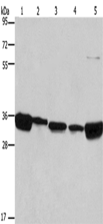 Rabbit Polyclonal Antibody to ELAVL1