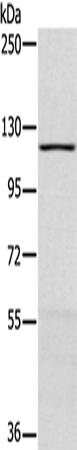 Rabbit Polyclonal Antibody to MAPK7