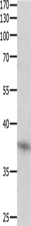 Rabbit Polyclonal Antibody to DUSP12