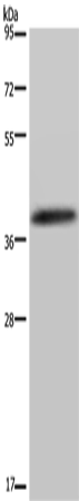 Rabbit Polyclonal Antibody to DUSP4