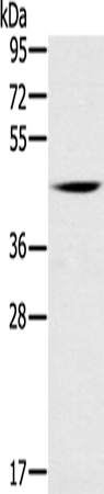 Rabbit Polyclonal Antibody to DUSP10