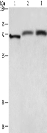 Rabbit Polyclonal Antibody to RDX
