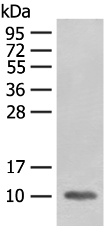 Rabbit Polyclonal Antibody to FABP4