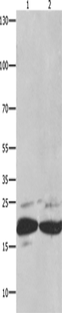 Rabbit Polyclonal Antibody to FADD