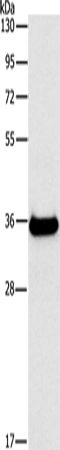 Rabbit Polyclonal Antibody to FGL1