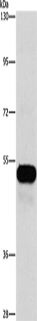 Rabbit Polyclonal Antibody to CFLAR