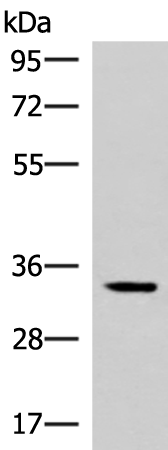 Rabbit Polyclonal Antibody to FOSL2
