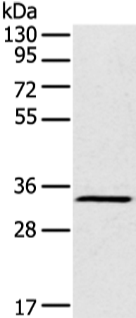 Rabbit Polyclonal Antibody to FOXR2