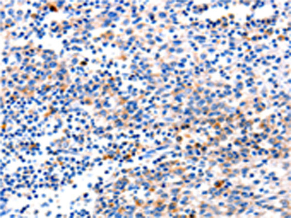 Rabbit Polyclonal Antibody to GADD45G