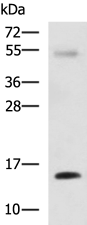 Rabbit Polyclonal Antibody to LGALS2
