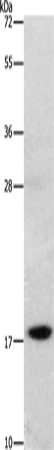 Rabbit Polyclonal Antibody to GRP