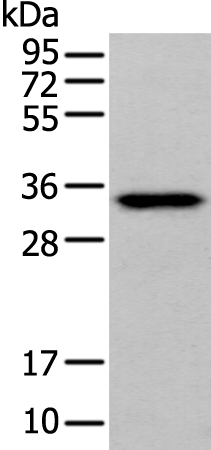 Rabbit Polyclonal Antibody to GAS2