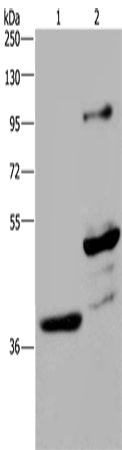 Rabbit Polyclonal Antibody to GAS7