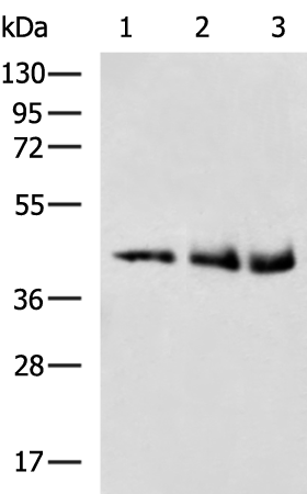 Rabbit Polyclonal Antibody to UGCG