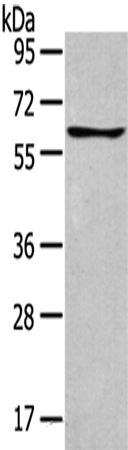 Rabbit Polyclonal Antibody to GLP2R