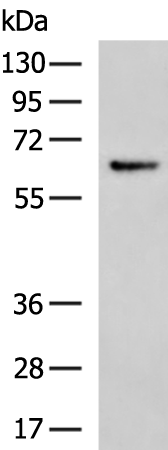 Rabbit Polyclonal Antibody to GPC6