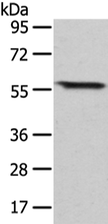 Rabbit Polyclonal Antibody to GRB14
