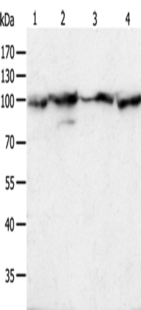 Rabbit Polyclonal Antibody to HSP90B1