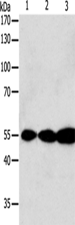 Rabbit Polyclonal Antibody to GSR