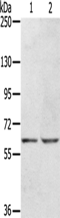 Rabbit Polyclonal Antibody to KCNH6