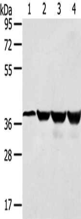 Rabbit Polyclonal Antibody to HMOX2