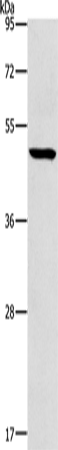 Rabbit Polyclonal Antibody to HOXC10