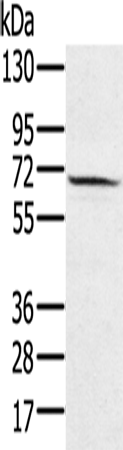 Rabbit Polyclonal Antibody to HSF2