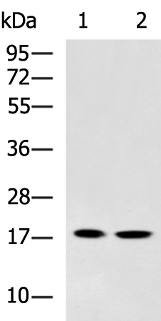 Rabbit Polyclonal Antibody to HSPB2