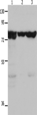 Rabbit Polyclonal Antibody to TRAP1