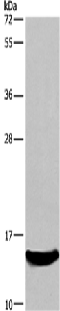 Rabbit Polyclonal Antibody to AIF1