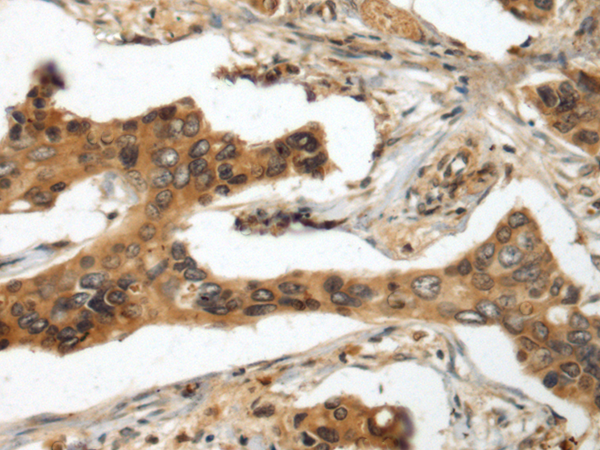 Rabbit Polyclonal Antibody to ICOS