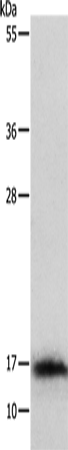 Rabbit Polyclonal Antibody to IL3