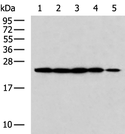 Rabbit Polyclonal Antibody to IL6