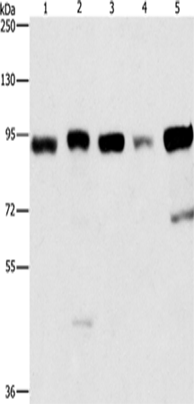 Rabbit Polyclonal Antibody to IMMT