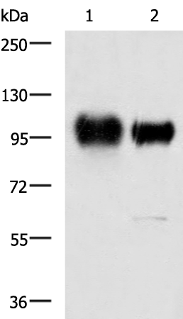 Rabbit Polyclonal Antibody to ITGB3